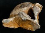 Woolly Rhinoceros Vertebra Bone - Late Pleistocene #3446-4